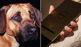 人和狗做爱视频,揭秘真实情感交织的禁忌世界