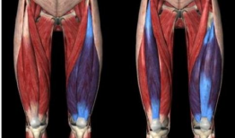 股四头肌康复训练视频,视频教程详解